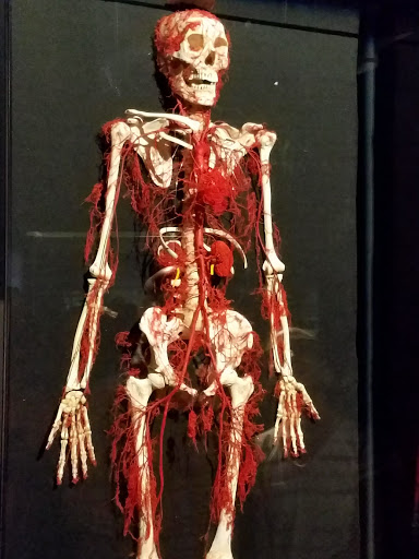 Museum «The Health Museum», reviews and photos, 1515 Hermann Dr, Houston, TX 77004, USA