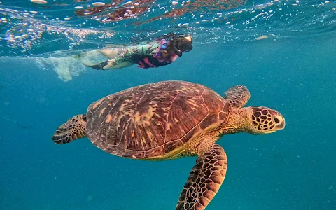 Rarotonga Turtle Tours image