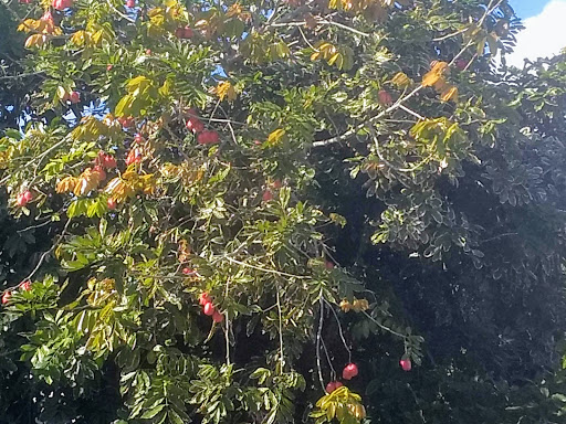 Jamaican Restaurant «Cliff’s Restaurant & Catering», reviews and photos, 10740 NW 7th Ave, Miami, FL 33168, USA