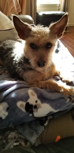 Pet Supply Store «PetSmart», reviews and photos, 144 Retail Commons Pkwy, Martinsburg, WV 25403, USA