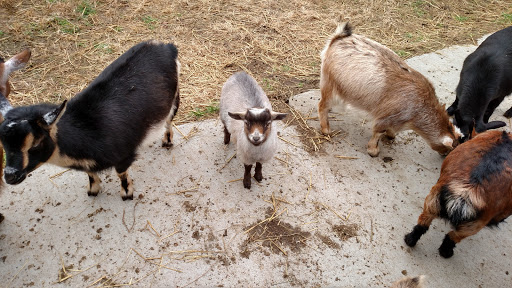 Farm «Goat Milk Stuff», reviews and photos, 76 S Lake Rd N, Scottsburg, IN 47170, USA