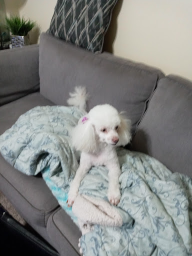 Pet Supply Store «PetSmart», reviews and photos, 1900 W International Speedway Blvd, Daytona Beach, FL 32114, USA