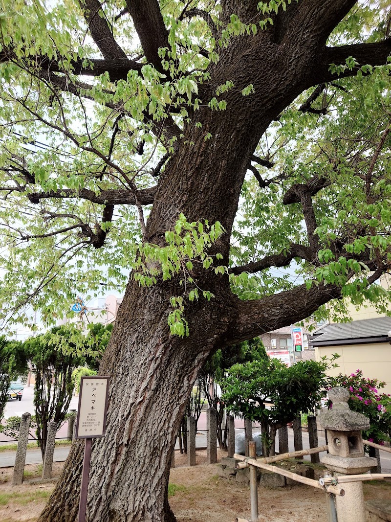 保護樹木アベマキ樹２－４高槻市