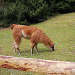 Photo n°18 de l'avis de francydona. fait le 24/08/2021 à 15:24 sur le  Malga Frattasecca à Peio Fonti