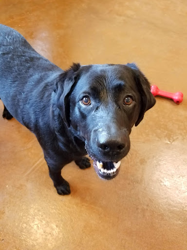 Pet Supply Store «PetSmart», reviews and photos, 19075 Interstate 45 S, Shenandoah, TX 77385, USA