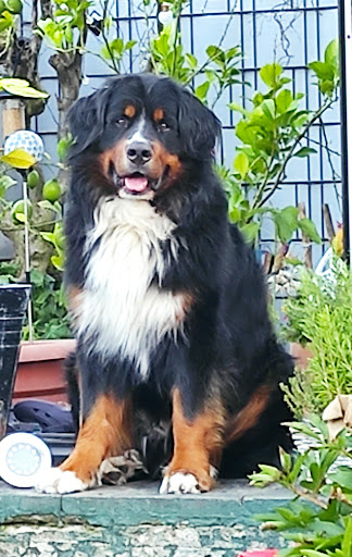 Dr.med.vet. Severin Brimmers Tierarzt unter Geldern, 