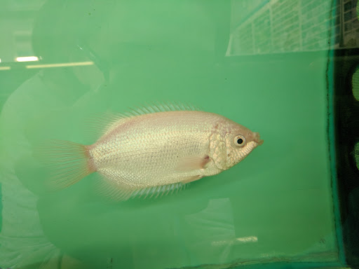 Pond Fish Supplier «Aquarium & Imports Inc.», reviews and photos, 2639 Hendersonville Rd, Arden, NC 28704, USA