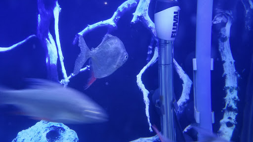 Pet Store «Coral Reef Pet Center», reviews and photos, 7723 W Lawrence Ave, Norridge, IL 60706, USA