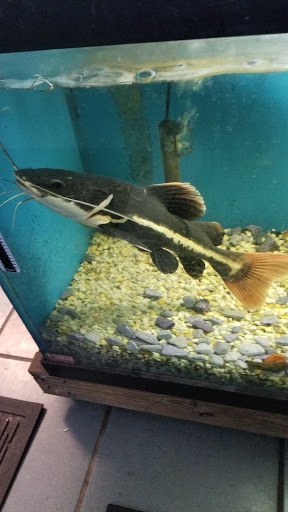 Pet Store «Animal Kingdom», reviews and photos, 436 Main St, East Orange, NJ 07018, USA