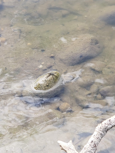 Golf Course «Lake of the Woods Golf Course», reviews and photos, 405 N Lake of the Woods Rd, Mahomet, IL 61853, USA