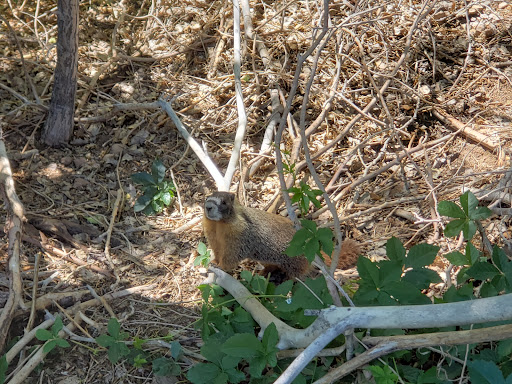 Golf Course «Lakeridge Golf Course», reviews and photos, 1218 Golf Club Dr, Reno, NV 89519, USA