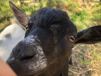 Ferntree Hill Dairy Goats