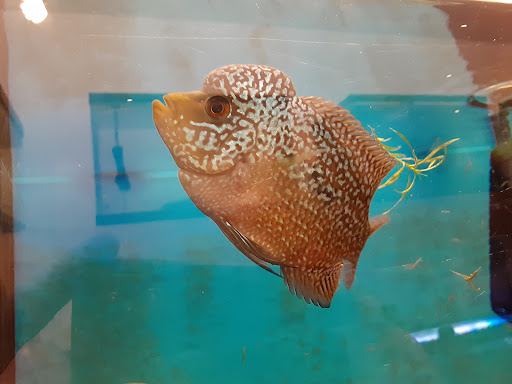 Pet Supply Store «Milwaukee Aquatics», reviews and photos, 3946 S Howell Ave, Milwaukee, WI 53207, USA