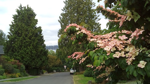 Park «Mt. Baker Park», reviews and photos, 2521 Lake Park Dr S, Seattle, WA 98144, USA