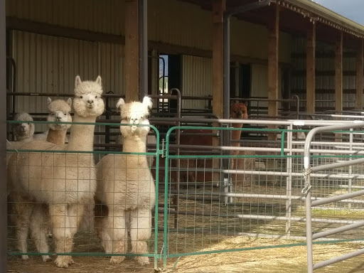 Livestock Breeder «Alpacas at Marquam Hill Ranch», reviews and photos, 35835 OR-213, Molalla, OR 97038, USA