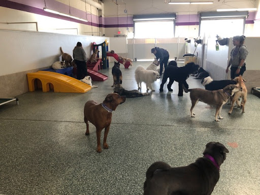 Dog day care center Anaheim