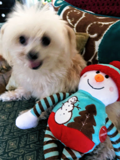 Pet Store «Pet Supermarket, Inc.», reviews and photos, 1938 FL-44 #40, New Smyrna Beach, FL 32168, USA