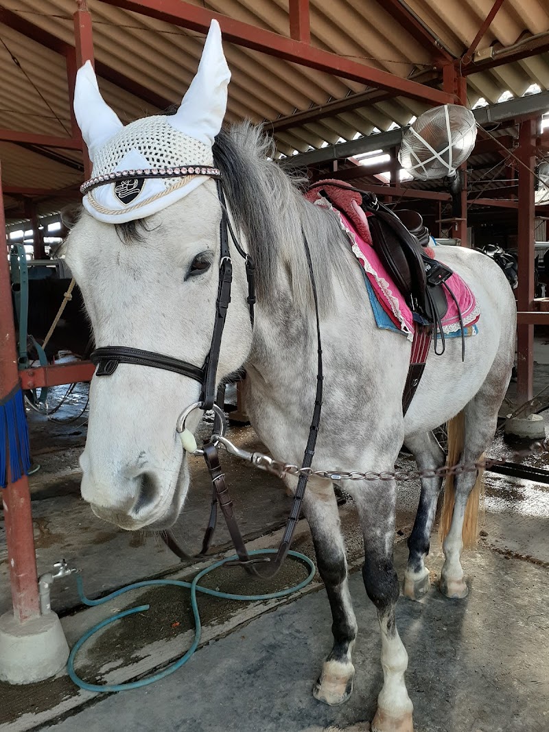 エムアンドエス乗馬クラブ