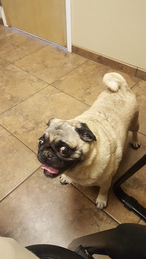 4007 Pamela Dr, Bloomington, IL 61704, USA