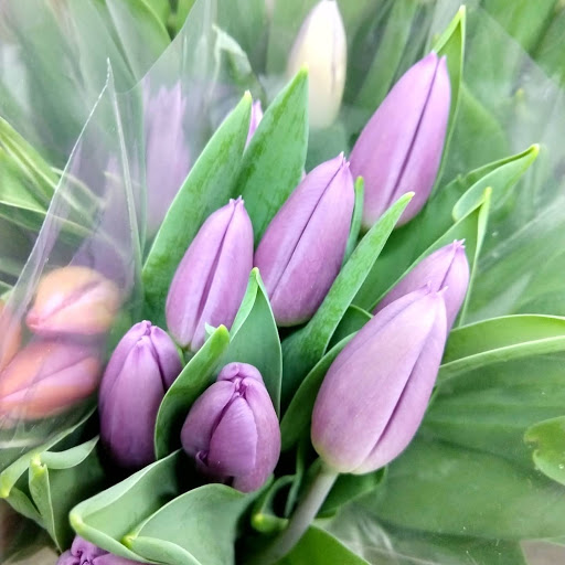 Florist «Berkeley Florist Supply Co Inc», reviews and photos, 2360 NW 23rd St, Miami, FL 33142, USA