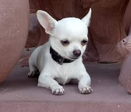 Veterinaría y Estética Pet-Shop photo