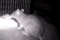 IPS Pest Control Hesperia - Photo 9 - Car repair in , Victorville