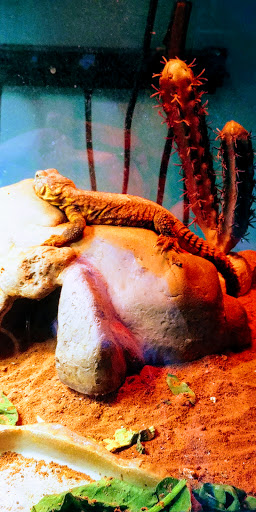 Pet Store «Petland», reviews and photos, 1514 Stonecreek Dr, Pickerington, OH 43147, USA