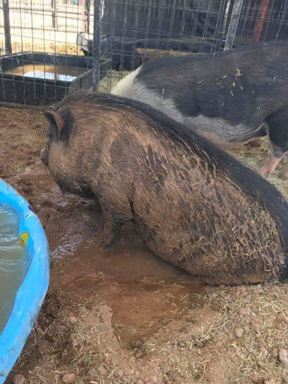 Wild Hearts Rescue Ranch in Marana, AZ