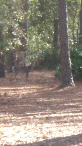 Skidaway Island State Park image 5