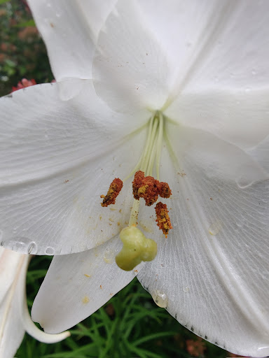 Science Museum «Museum of Life and Science», reviews and photos, 433 W Murray Ave, Durham, NC 27704, USA