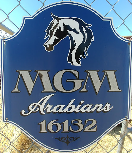 MGM Arabians Boarding, Breeding, and Sales