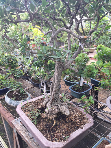 Fioristi specializzati in bonsai Roma