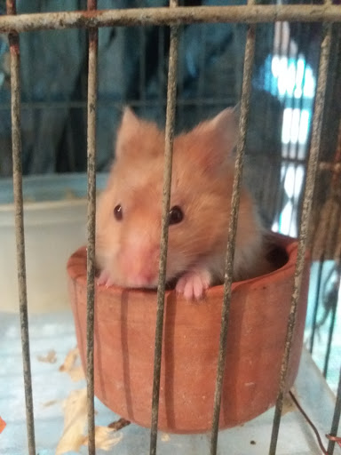 Adopcion hamster Caracas