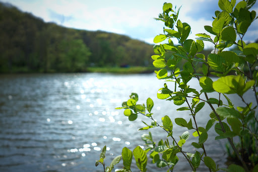Bait Shop «North Park Sports Shop», reviews and photos, 897 E Ingomar Rd, Allison Park, PA 15101, USA