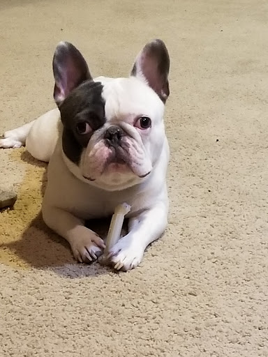 Bradley Animal Hospital, P.A. image