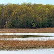 Elizabeth Hartwell Mason Neck National Wildlife Refuge