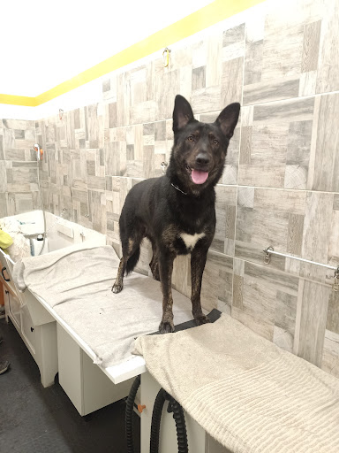 Pensioni per cani e dog hotel a Body Pet 2 Toelettatura Cani e Gatti Teramo Centro