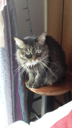 Pet Supply Store «Pet Supplies Plus», reviews and photos, 26230 Hoover Rd, Warren, MI 48089, USA