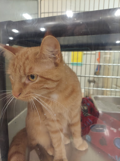 Pet Supply Store «PetSmart», reviews and photos, 200 S Village Center Dr, Southlake, TX 76092, USA