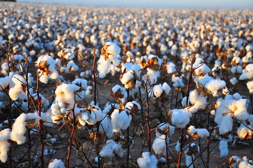Cotton exporter Irving