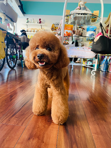 Onblonde Pet Spa + Boutique