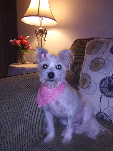 Pet Supply Store «Petsense Columbia», reviews and photos, 7402 Garners Ferry Rd, Columbia, SC 29209, USA