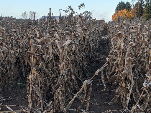 Pumpkin Patch «Rutledge Corn Maze LLC», reviews and photos, 302 93rd Ave SE, Olympia, WA 98501, USA