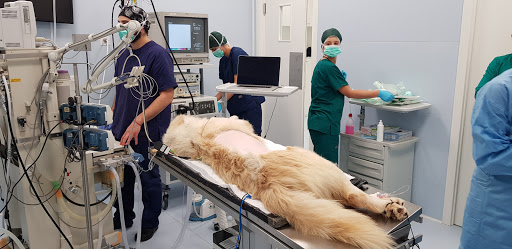 Pensioni per cani e dog hotel a Futuravet Clinica Veterinaria - Pronto soccorso H2