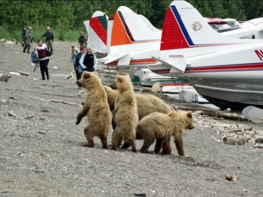 National Park «Katmai National Park and Preserve», reviews and photos