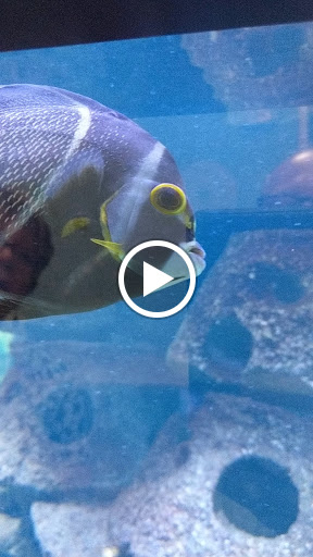 Science Museum «Marine Science Center», reviews and photos, 100 Lighthouse Dr, Ponce Inlet, FL 32127, USA