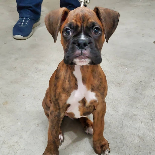 Pet Supply Store «PetSmart», reviews and photos, 1285 Johnson Ferry Rd, Marietta, GA 30068, USA