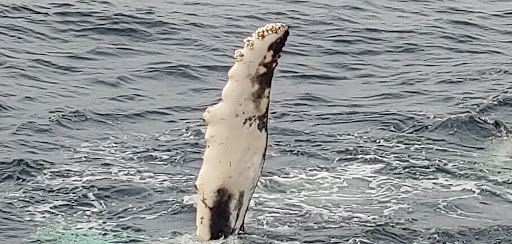 Whale Watching Tour Agency «7 Seas Whale Watch», reviews and photos, 63 Rogers St, Gloucester, MA 01930, USA