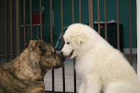 Sitting Pretty Grooming and Training - Photo 6 - Car repair in Richmond, VA, Richmond