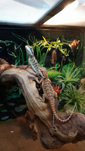 Pet Supply Store «PetSmart», reviews and photos, 4794 Jimmy Lee Smith Pkwy #108, Hiram, GA 30141, USA